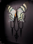 Blue Swallowtail Moth