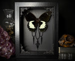 White Maiden Butterfly