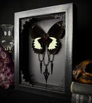 White Maiden Butterfly