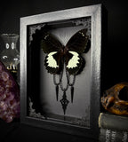 White Maiden Butterfly
