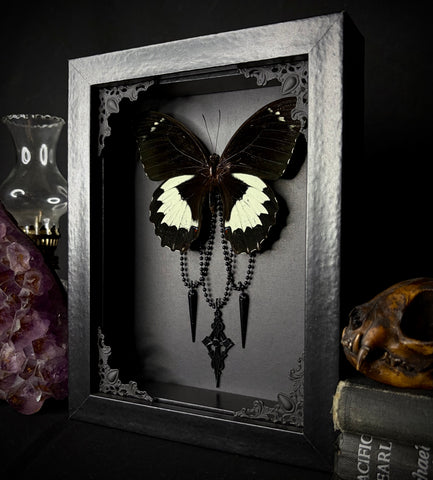 White Maiden Butterfly