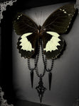White Maiden Butterfly