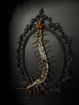 Red Headed Centipede