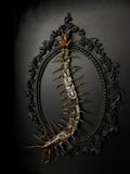 Red Headed Centipede