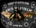 Giant Atlas Beetle Ouija