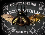 Giant Atlas Beetle Ouija