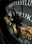 Giant Atlas Beetle Ouija