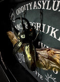 Giant Atlas Beetle Ouija