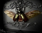 Giant Atlas Beetle