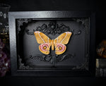 Bullseye Moth