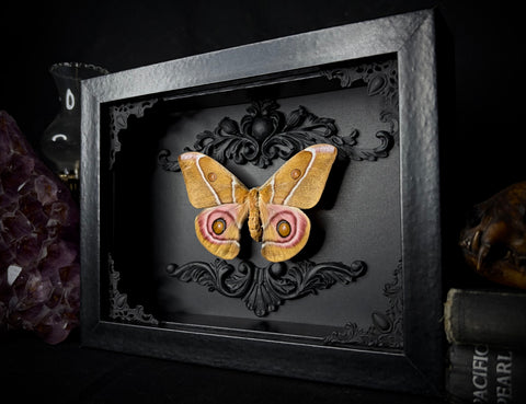Bullseye Moth