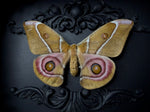Bullseye Moth
