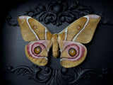 Bullseye Moth