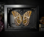 Giant Owl Butterfly