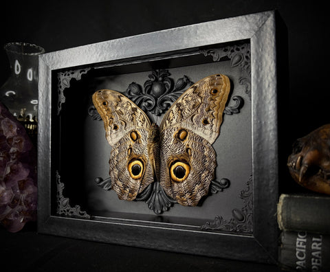Giant Owl Butterfly