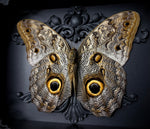 Giant Owl Butterfly
