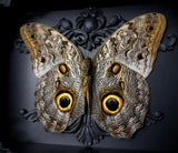 Giant Owl Butterfly