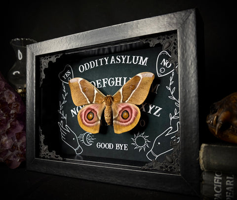 Bullseye Moth Ouija