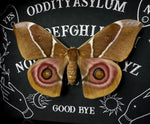 Bullseye Moth Ouija