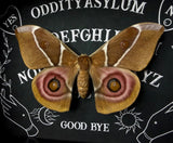 Bullseye Moth Ouija