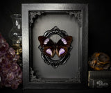 Blue Diadem Butterfly