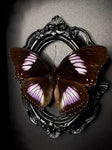 Blue Diadem Butterfly