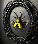 Jewel Stag Beetle