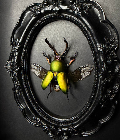 Jewel Stag Beetle
