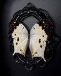 Mother of Pearl Butterfly
