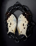 Mother of Pearl Butterfly