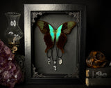 Swift Peacock Swallowtail w/ Crystals