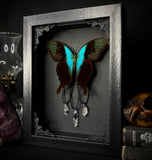 Swift Peacock Swallowtail w/ Crystals