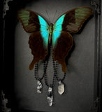 Swift Peacock Swallowtail w/ Crystals