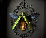 Bicolor Jewel Beetle