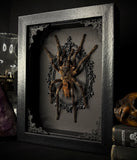 Red Rump Tarantula