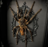 Red Rump Tarantula