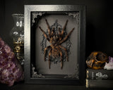 Orange Banded Tarantula