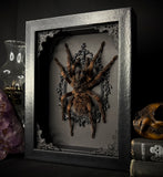 Orange Banded Tarantula