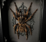 Orange Banded Tarantula
