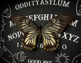 Ghost Swallowtail Ouija