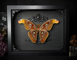 Atlas Moth