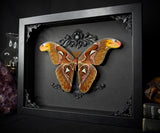 Atlas Moth