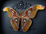 Atlas Moth