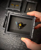 Mini Magnetic Insect Frames