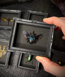Mini Magnetic Insect Frames