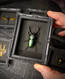 Mini Magnetic Insect Frames