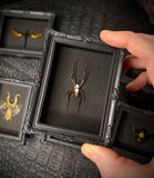 Mini Magnetic Insect Frames