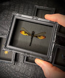 Mini Magnetic Insect Frames
