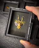 Mini Magnetic Insect Frames