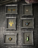 Mini Magnetic Insect Frames